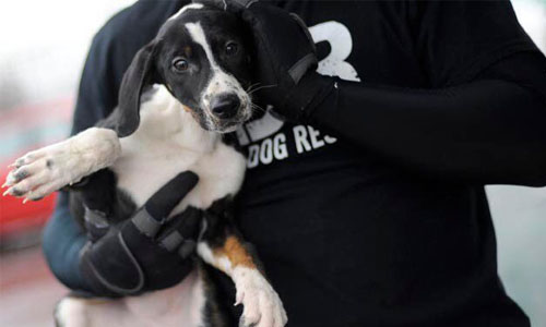 affordable puppies near me adoption near me cheap pets wallpapers affordable puppies near me adoption near me cheap pets wallpapers