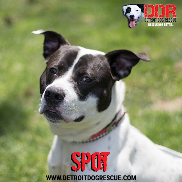 dog spot rescue dog spot rescue