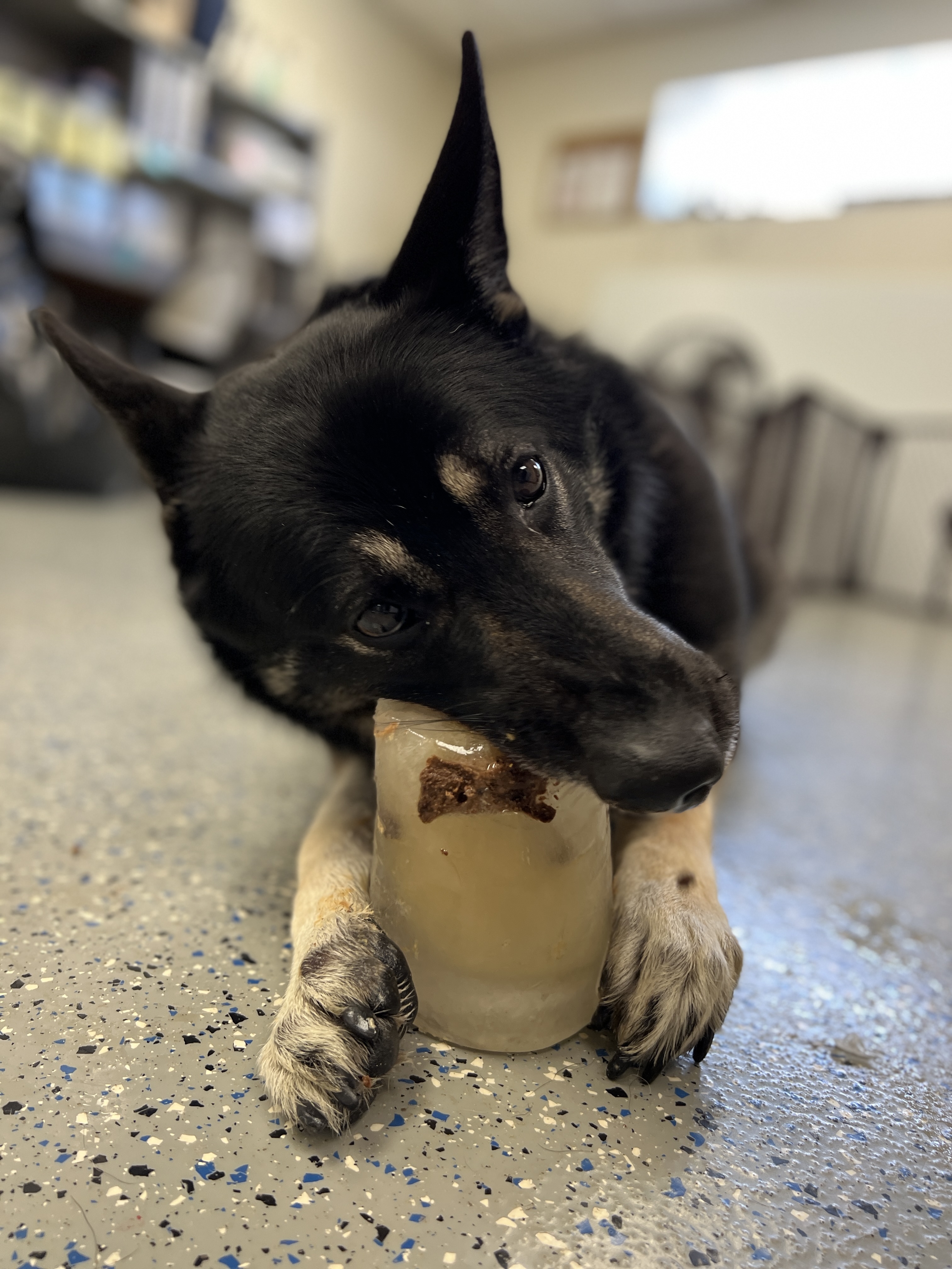 Enrichment for Hot Days