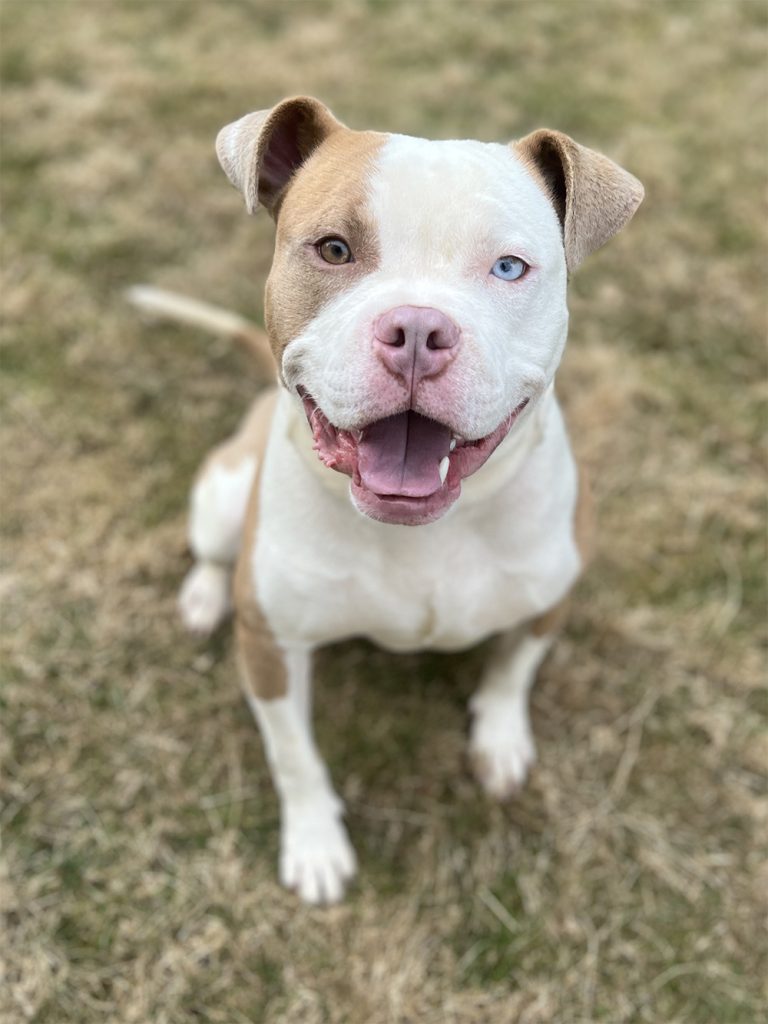 bowie_04