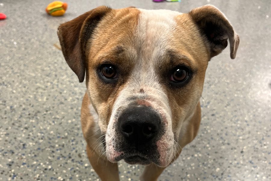 buster-detroit-dog-rescue