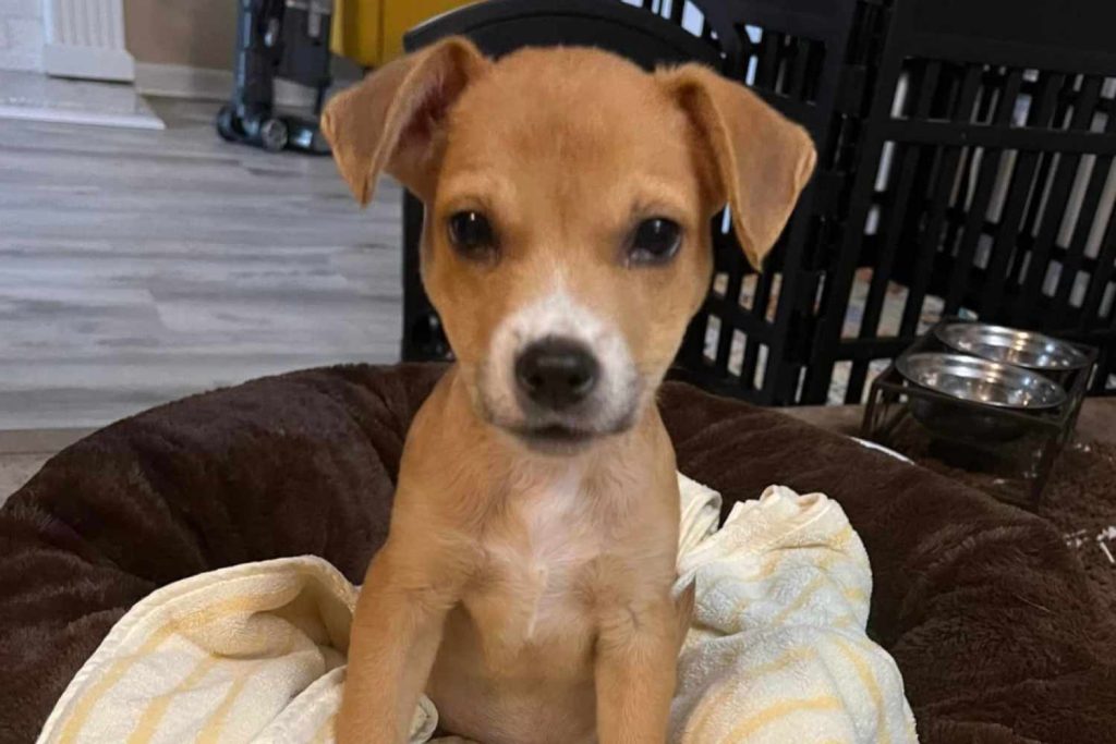 elsapro-detroit-dog-rescue